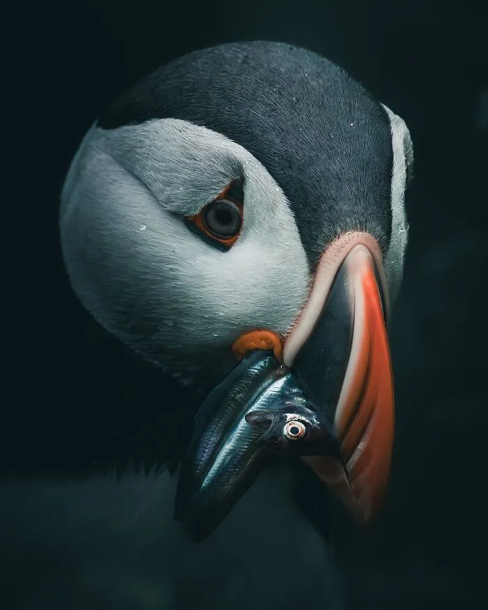 40 New Mesmerizing Wildlife Photos By Magnus Berggren That Capture Nature’s Darker Side