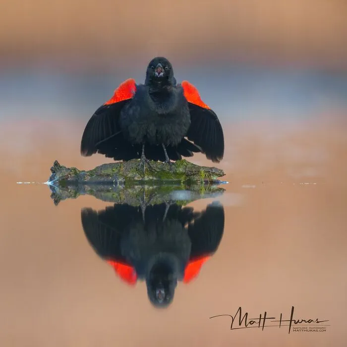 “Red-Winged Blackbird”