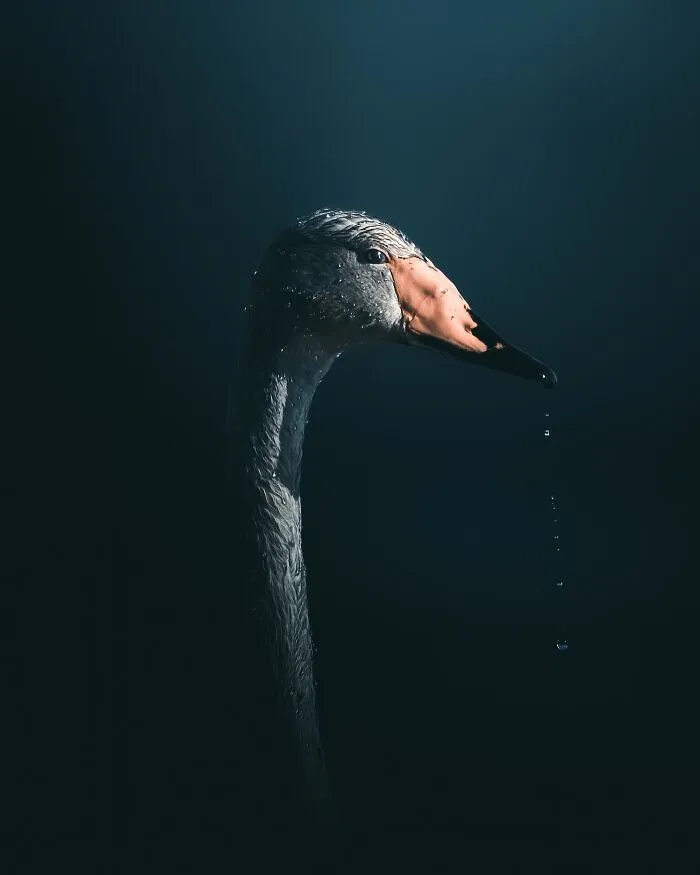 40 New Mesmerizing Wildlife Photos By Magnus Berggren That Capture Nature’s Darker Side