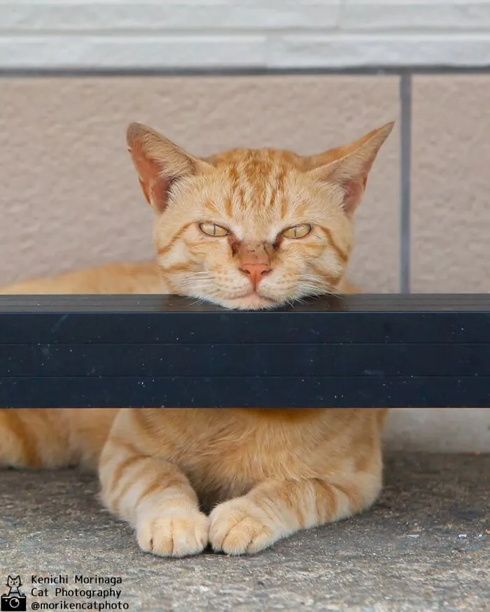 This Photographer Captured Exactly Why Cats Are So Endlessly Entertaining (61 Pics)