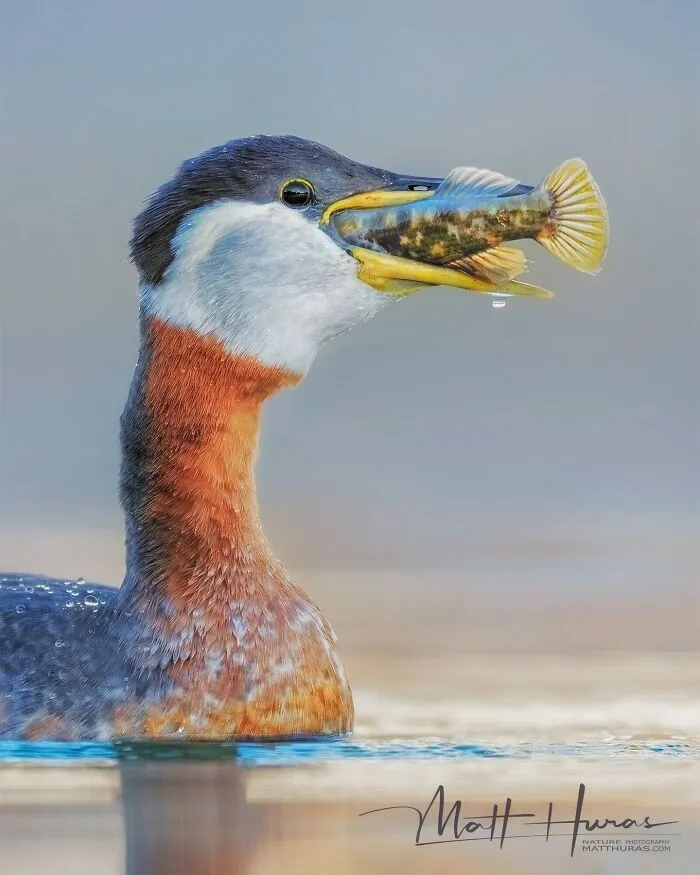 “Red-Necked Grebe Eating An Invasive Round Goby”