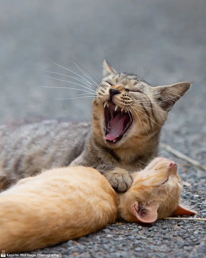 This Photographer Captured Exactly Why Cats Are So Endlessly Entertaining (61 Pics)