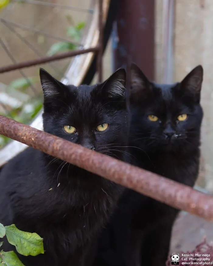 This Photographer Captured Exactly Why Cats Are So Endlessly Entertaining (61 Pics)