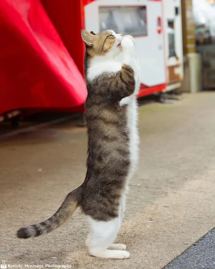This Photographer Captured Exactly Why Cats Are So Endlessly Entertaining (61 Pics)