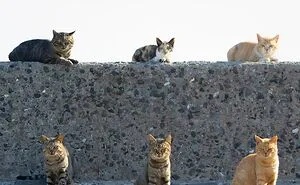 This Photographer Captured Exactly Why Cats Are So Endlessly Entertaining (61 Pics)