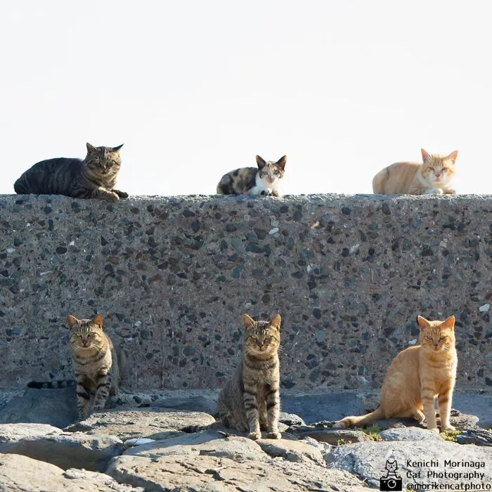 This Photographer Captured Exactly Why Cats Are So Endlessly Entertaining (61 Pics)