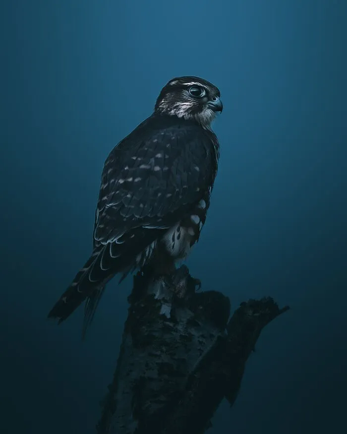 40 New Mesmerizing Wildlife Photos By Magnus Berggren That Capture Nature’s Darker Side