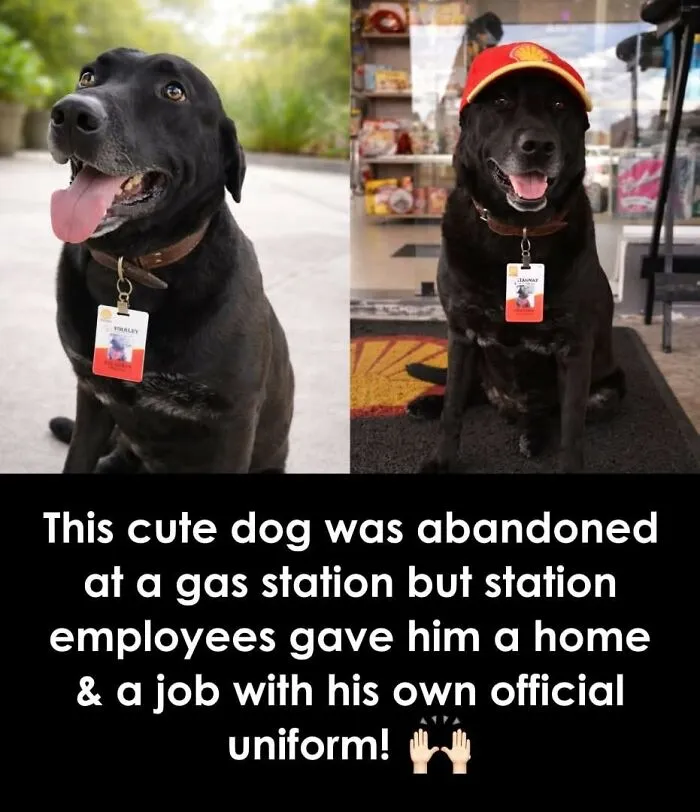 24 Wholesome Animal Facts From Around The World That Restore Faith In Nature