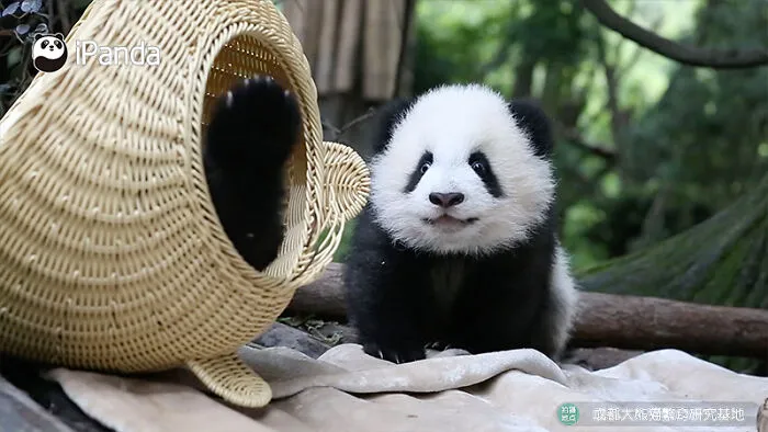 25 Funny Pandas Captured Living Their Best Lives Were Shared On This Page