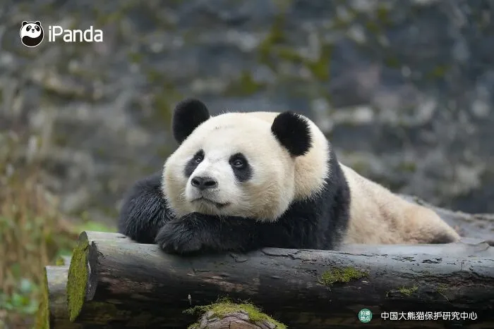 25 Funny Pandas Captured Living Their Best Lives Were Shared On This Page
