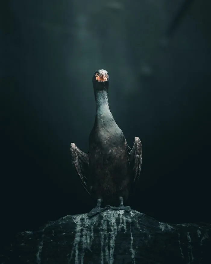 40 New Mesmerizing Wildlife Photos By Magnus Berggren That Capture Nature’s Darker Side