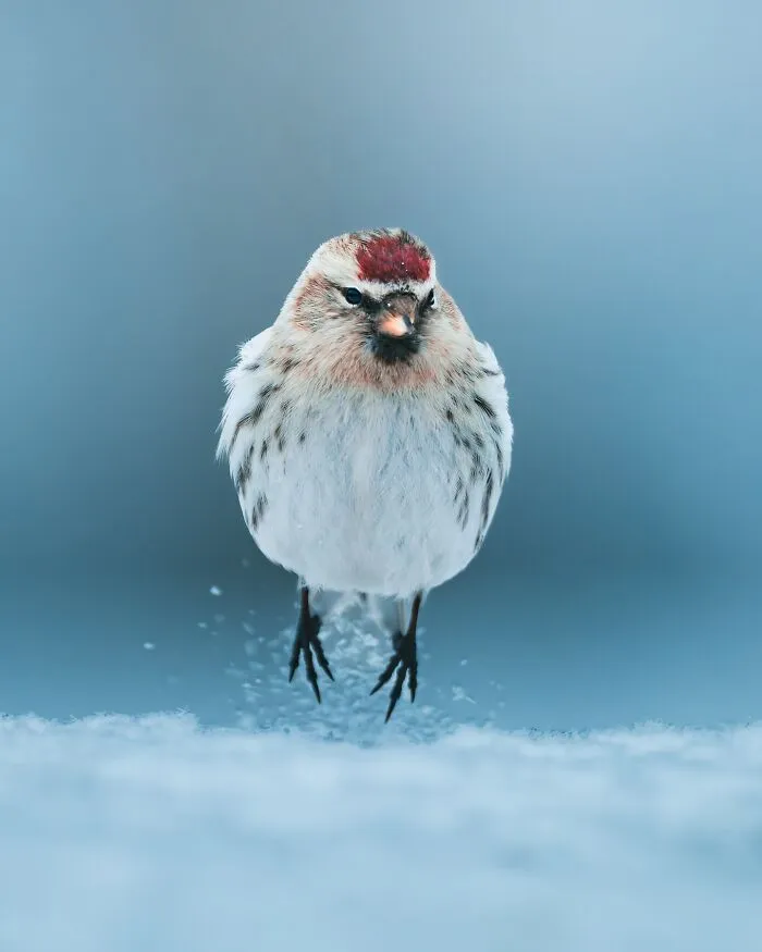 40 New Mesmerizing Wildlife Photos By Magnus Berggren That Capture Nature’s Darker Side