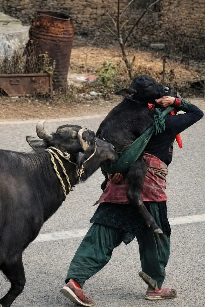 A person carries a baby buffalo while an adult buffalo nudges them, a powerful important animal image.