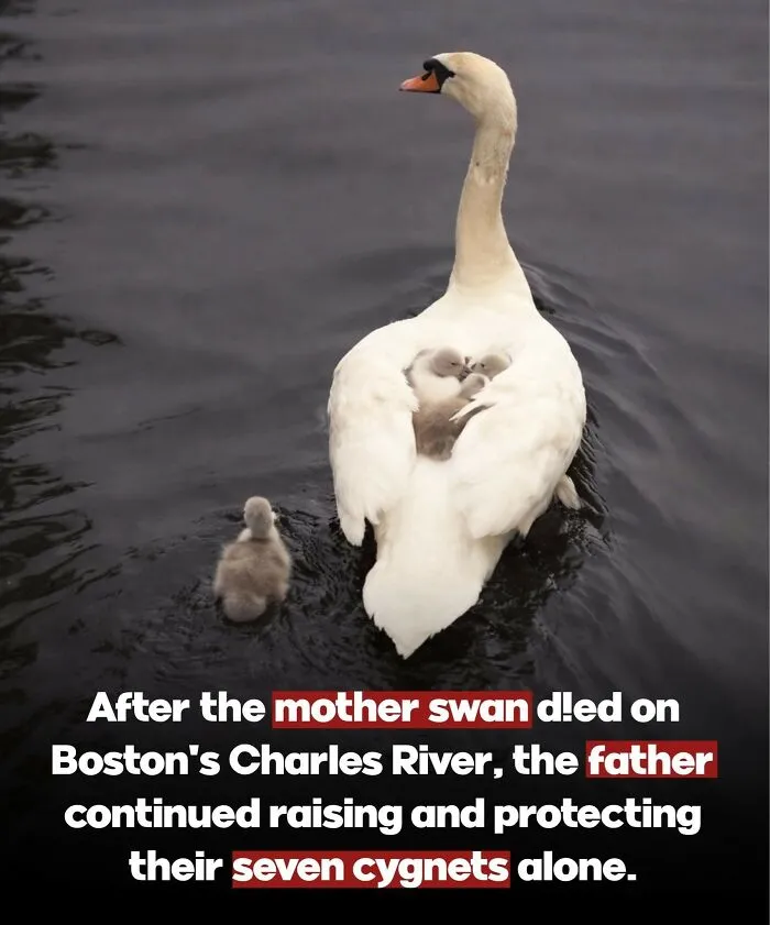 24 Wholesome Animal Facts From Around The World That Restore Faith In Nature
