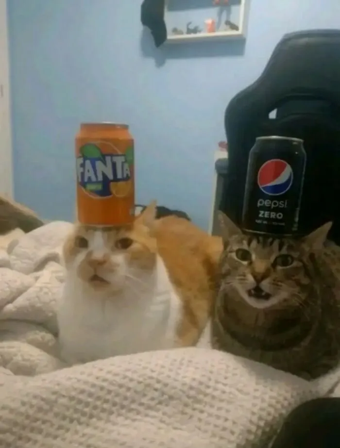 Two cute cats balancing soda cans on their heads, creating a hilarious and important animal image.