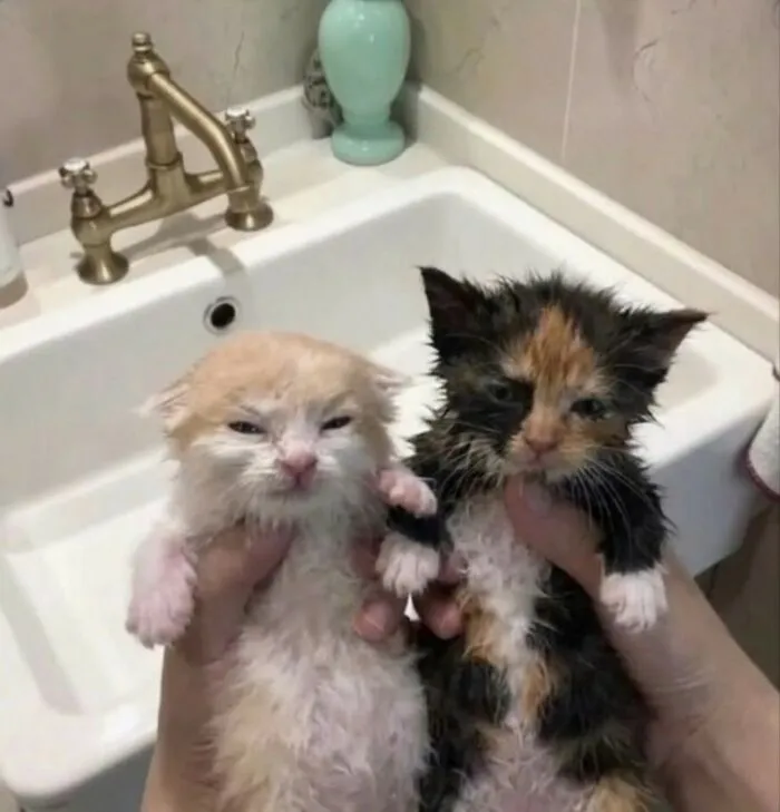 Two wet kittens, one orange and one calico, being held over a sink, among cute important animal images.