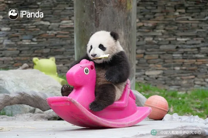 25 Funny Pandas Captured Living Their Best Lives Were Shared On This Page