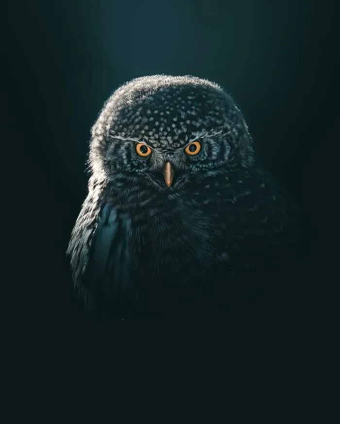 40 New Mesmerizing Wildlife Photos By Magnus Berggren That Capture Nature’s Darker Side