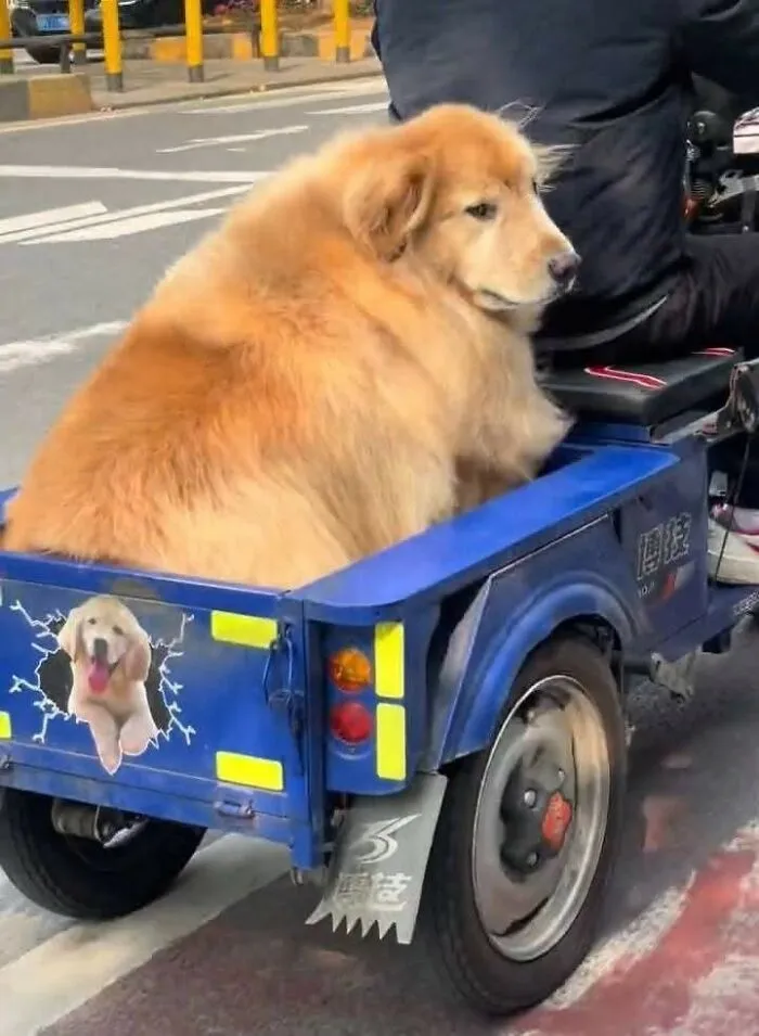 A golden retriever riding in a blue trailer, showcasing important animal images.