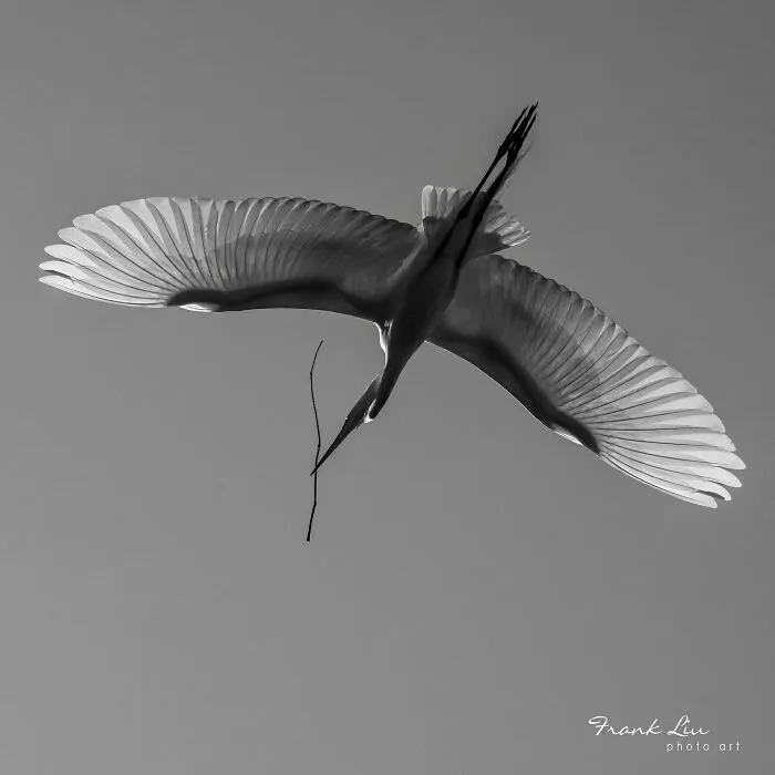 A Hardworking Great Egret