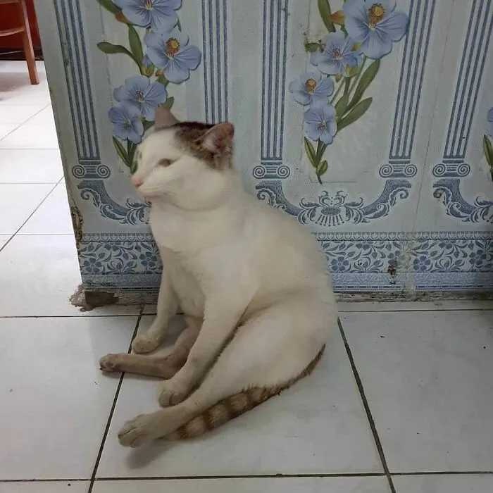 A white cat sits on a tiled floor against a floral wall, a funny important animal image.