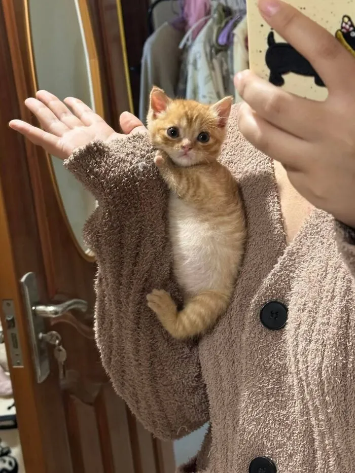 A tiny, cute orange kitten being held in a persons sweater sleeve, looking at the camera. Cats being weird, sweet, and accidentally hilarious.