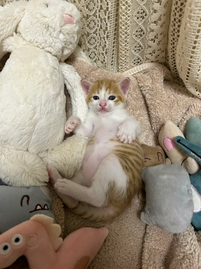 An adorable ginger and white kitten lying on its back amidst soft toys and blankets, showcasing cats being sweet.