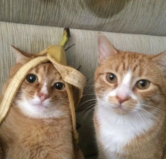Two orange cats look at the camera; one has a banana peel on its head, making for a hilarious animal image.