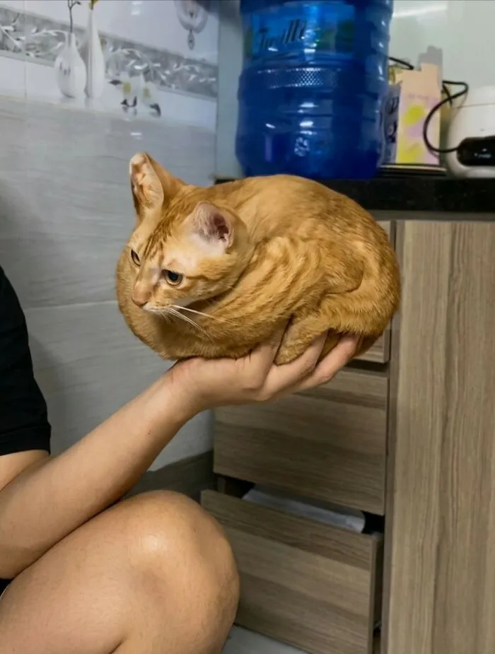 A person holds a small, round, orange cat in their hand, showcasing an important animal image.