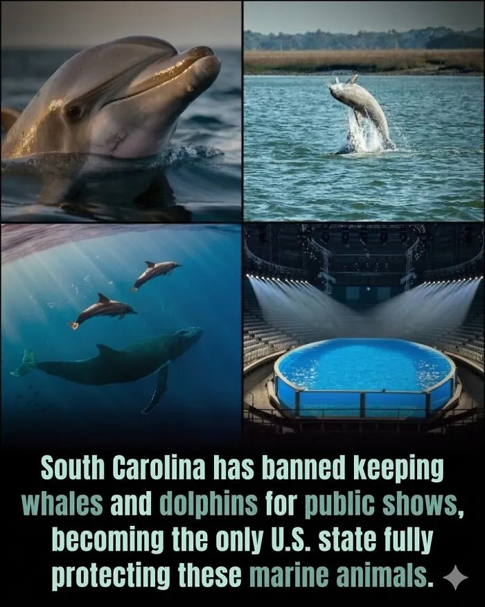 24 Wholesome Animal Facts From Around The World That Restore Faith In Nature