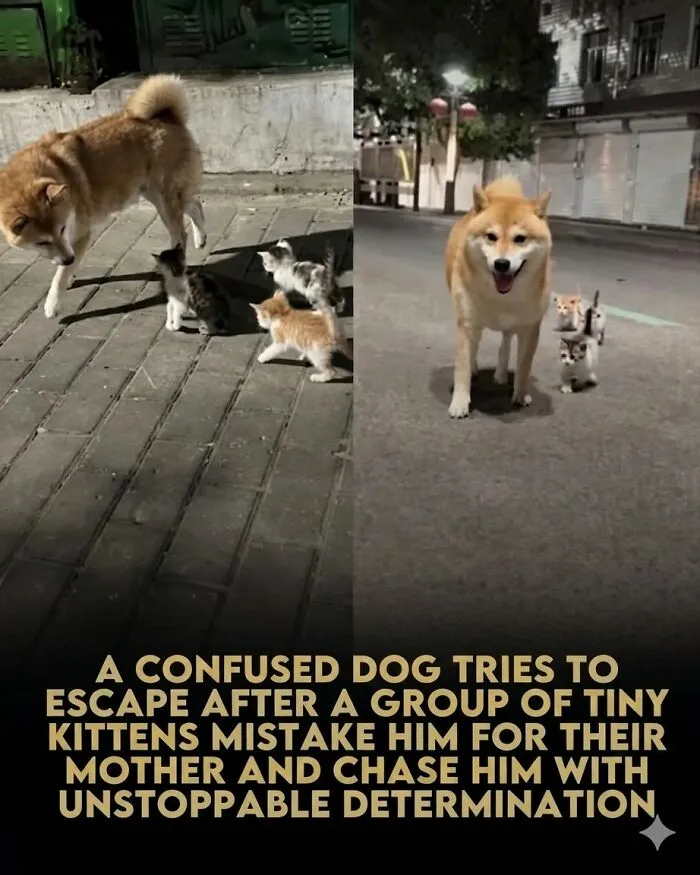 24 Wholesome Animal Facts From Around The World That Restore Faith In Nature