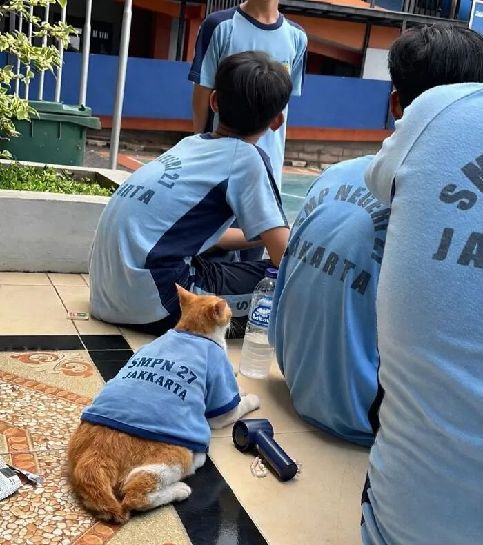 An orange and white cat wears a blue t-shirt with SMPN 27 JAKKARTA printed on it, sitting among students, showcasing cats being weird.