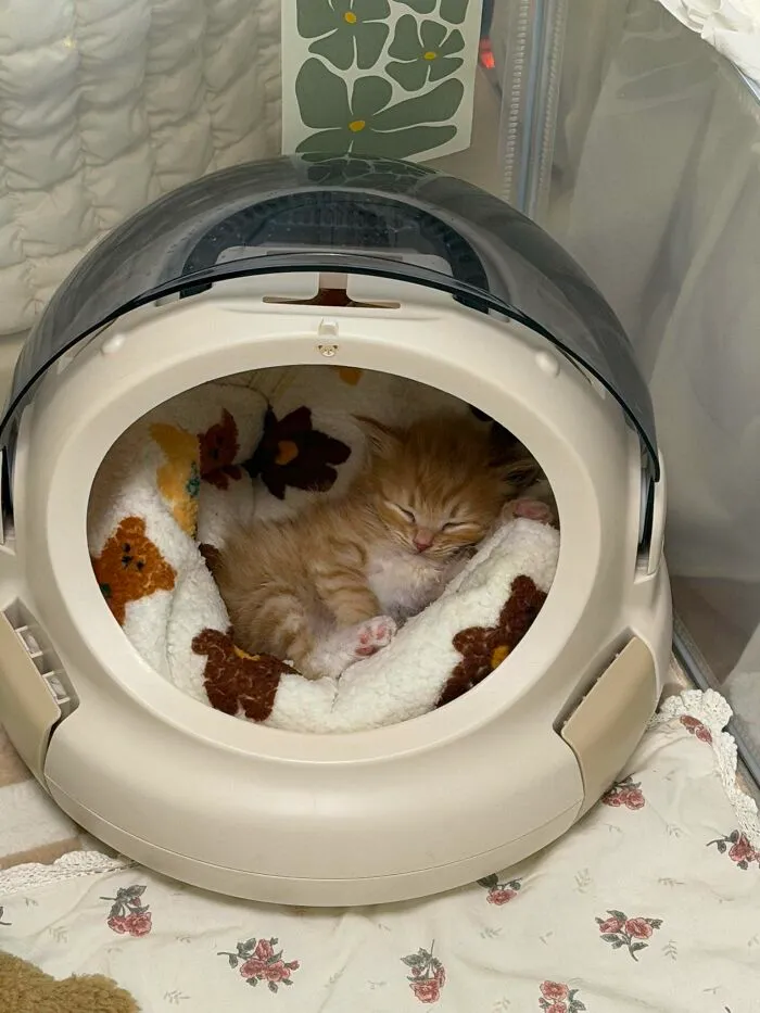 A tiny ginger kitten is curled up asleep inside a round, enclosed cat bed, a sweet moment of a cat.
