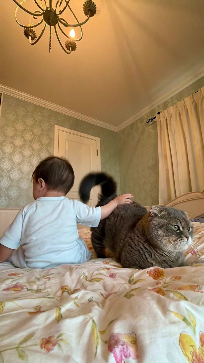 A baby gently pets a grey tabby cat on a floral bedspread, illustrating cats being sweet and patient.