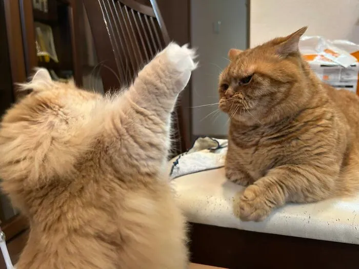 Two ginger cats face each other, one raising a paw as if in a playful fight, capturing cats being hilarious.