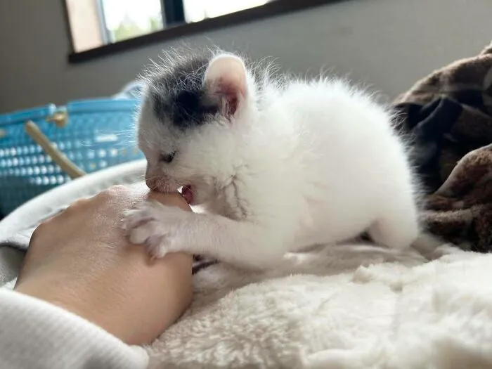 A sweet, weird, and accidentally hilarious kitten playfully biting a human finger.
