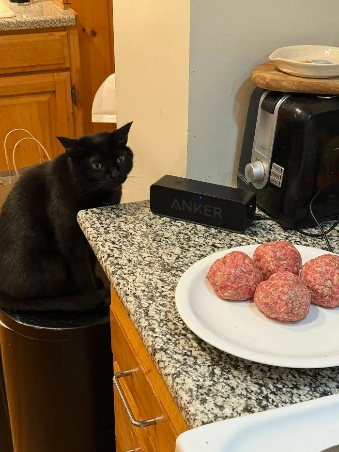 A black cat sits on a trash can, watching a plate of raw meatballs on a kitchen counter, showing cats being weird.