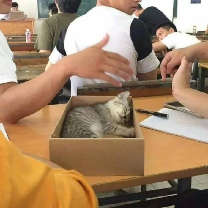 An accidentally hilarious cat sleeping in a box on a desk, surrounded by students.