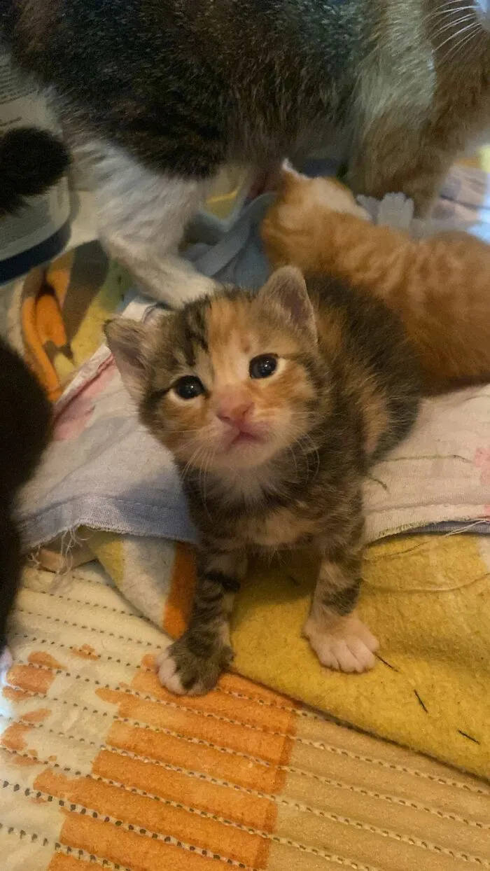 An accidentally hilarious kitten with a striped pattern looking up at the camera with wide eyes.