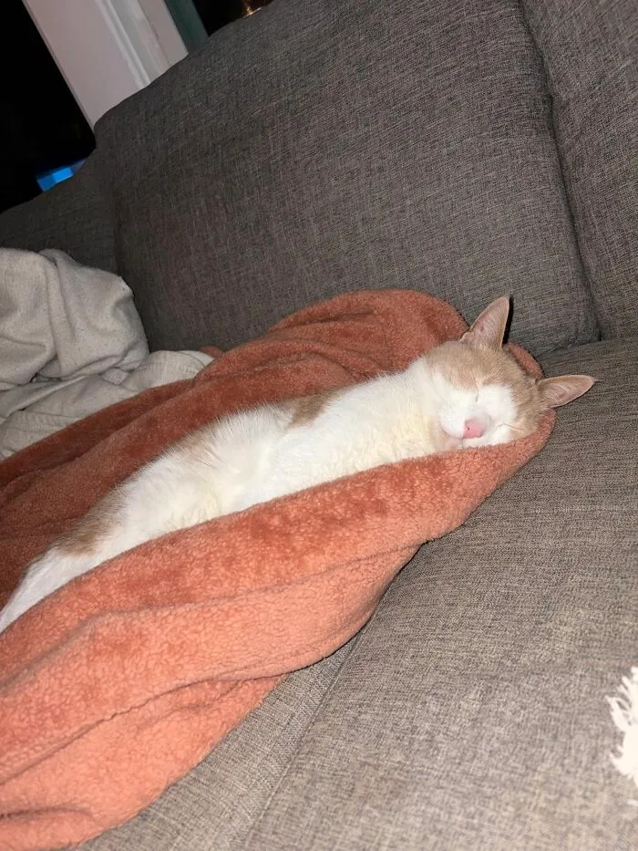 A weird and sweet cat sleeping soundly on an orange blanket, looking cozy and content.