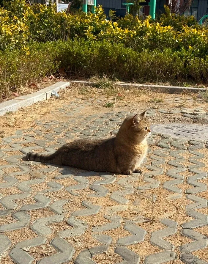 A golden-brown cat lies stretched out on a paved surface, a hilarious example of cats being weird and sweet.