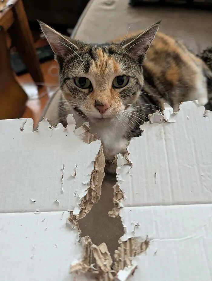 A calico cat peeks over a torn cardboard box, highlighting the weird, sweet, and hilarious antics of cats.