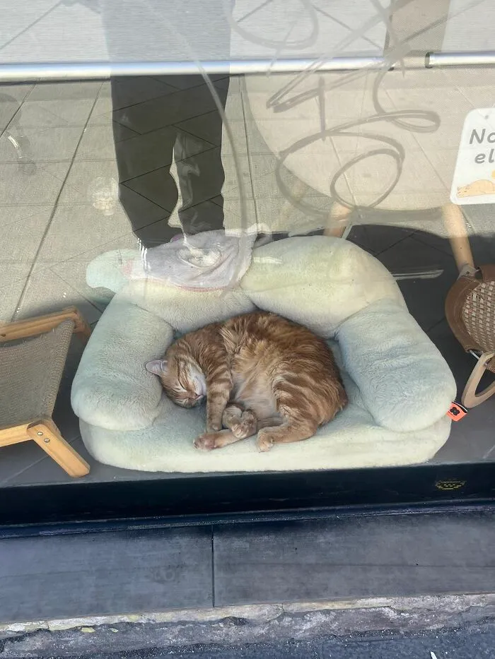 A ginger cat sleeps soundly in a plush bed, exemplifying the sweet, weird, and hilarious nature of cats.