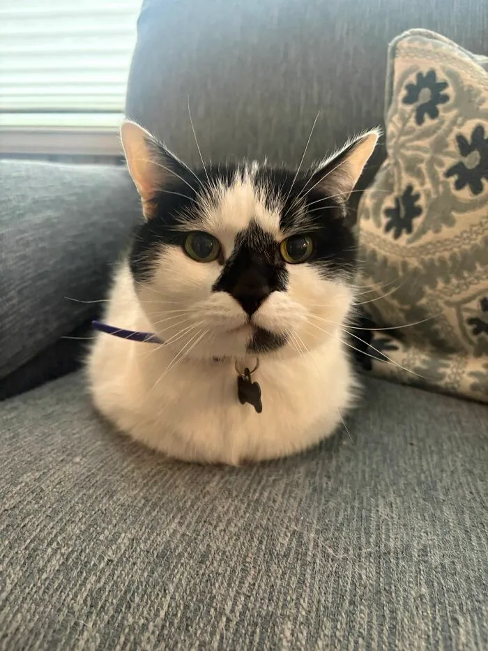 A black and white cat with green eyes stares intently, showcasing its weird, sweet, and hilarious personality.