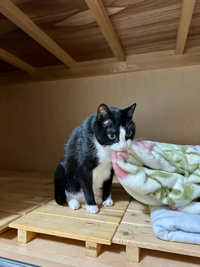 A black and white cat humorously biting a blanket, showcasing weird, sweet, and accidentally hilarious cat behavior.