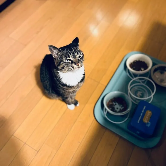 A tabby cat sitting on a wooden floor looking up, next to a tray of food, a weird, sweet, and accidentally hilarious cat.