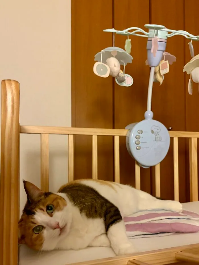 A calico cat lying in a baby crib, demonstrating the weird, sweet, and accidentally hilarious antics of cats.