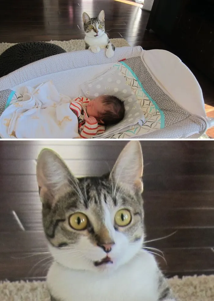 We Forgot To Tell Our Cat That We Had A Baby