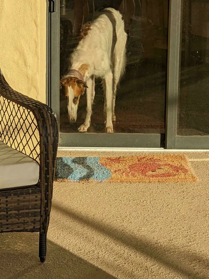 A long-nosed dog looking through a glass door in an Accidental Renaissance pose.