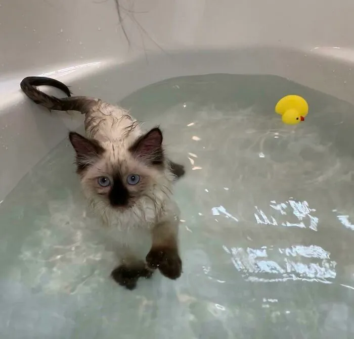 I Am Born A Swimmer, See I Have Big Paws?